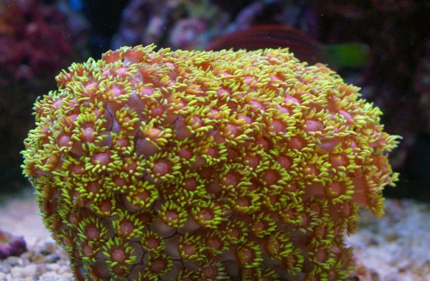 Goniopora vs Alveopora