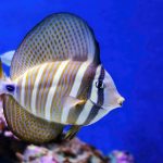 Beautiful Sailfin Tang