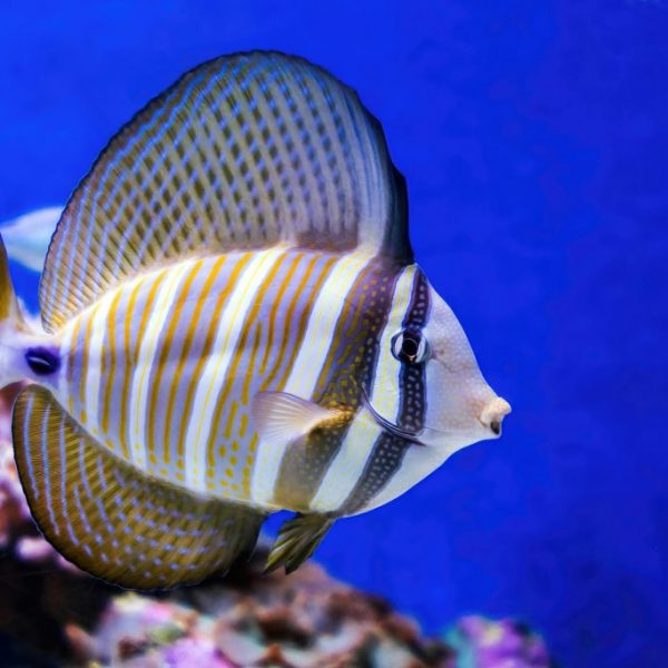 Sailfin Tang (Zebrasoma velifer)