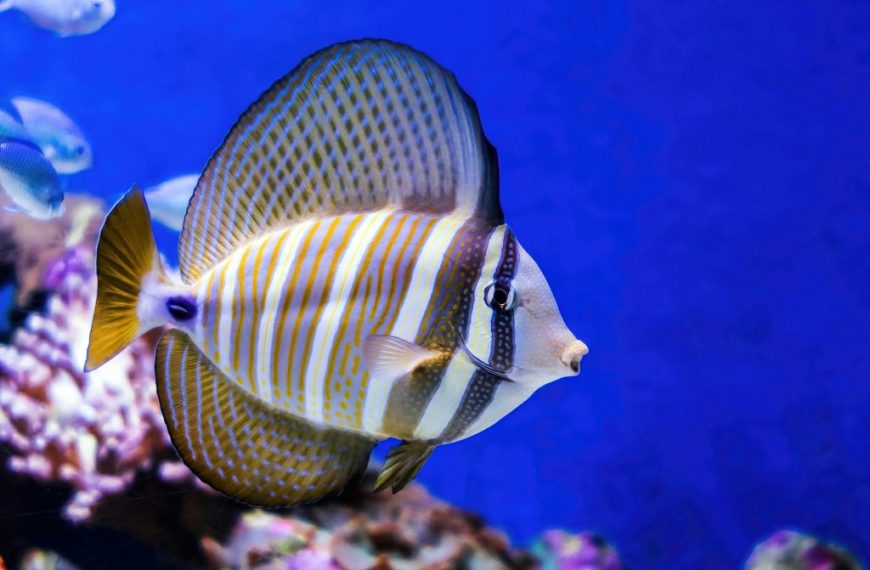 Beautiful Sailfin Tang