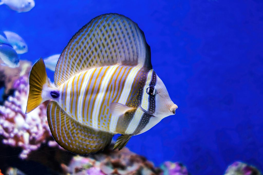 Beautiful Sailfin Tang