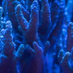 Blue Coral