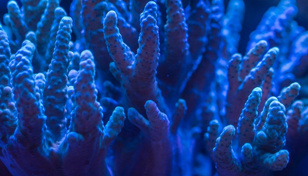 Blue Coral