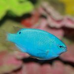 Blue Damselfish Chrysiptera Cyanea