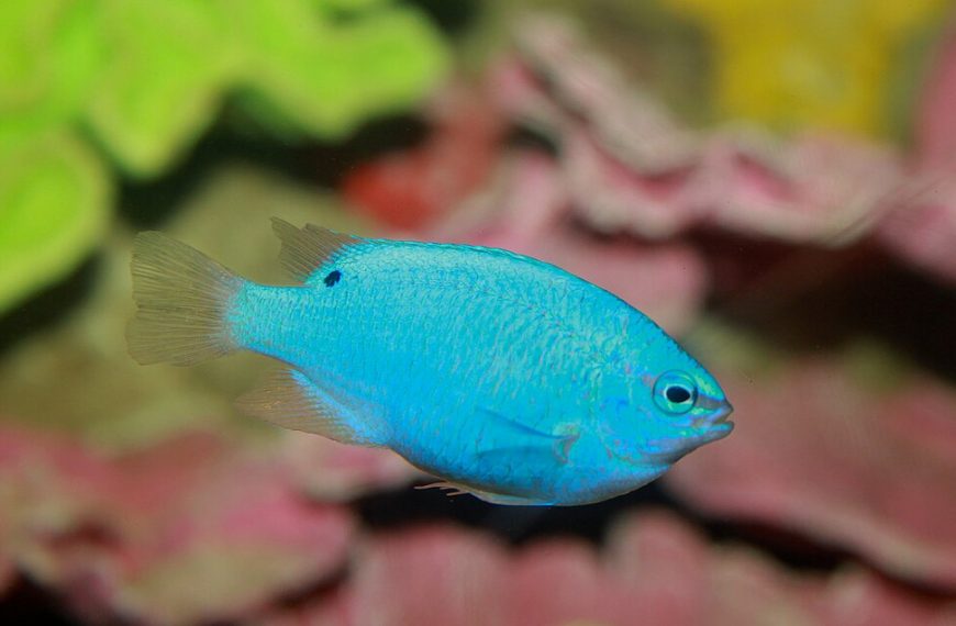Blue Damselfish Chrysiptera Cyanea