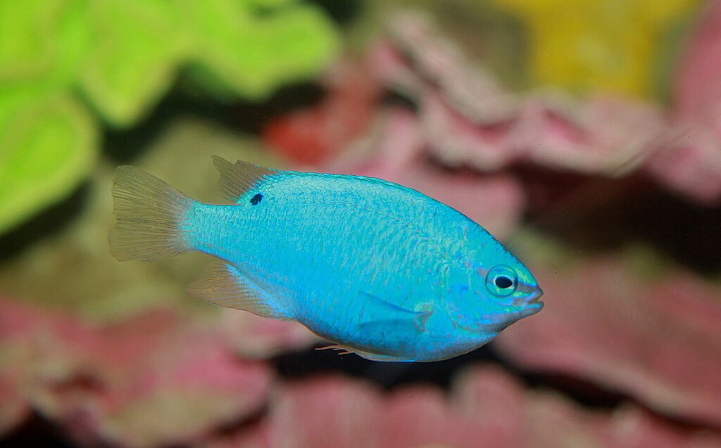Blue Damselfish Chrysiptera Cyanea