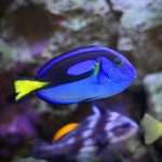 Blue Hippo Tang