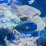 Blue Throat Triggerfish