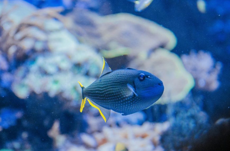 Blue Throat Triggerfish