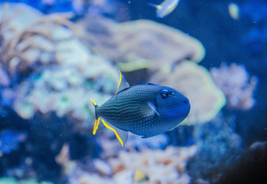 Blue Throat Triggerfish