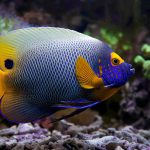 Blueface Angelfish