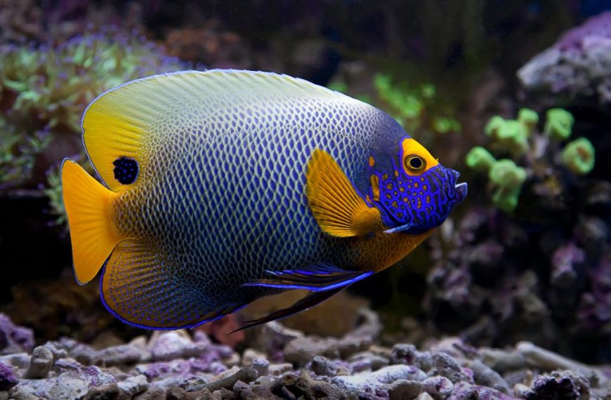 Blueface Angelfish