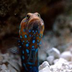 Bluespotted Jawfish