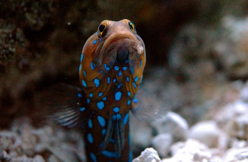 Bluespotted Jawfish