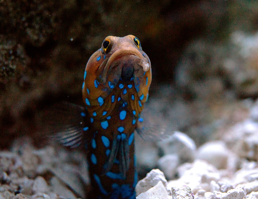 Bluespotted Jawfish