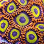 A close up of a purple and green object