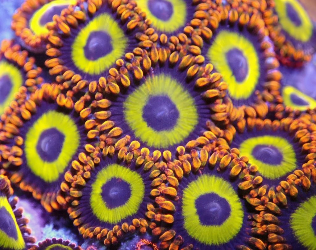 A close up of a purple and green object