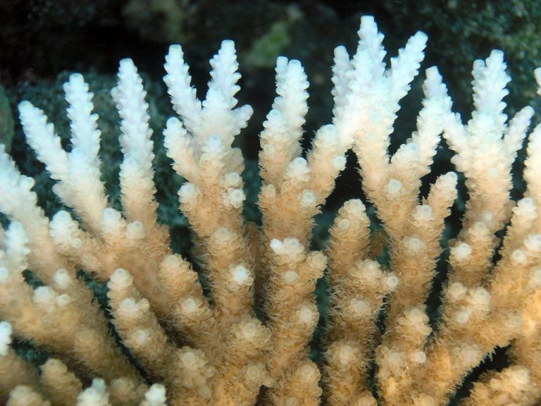 What is Coral Bleaching, and What Causes it in a Home Aquarium?