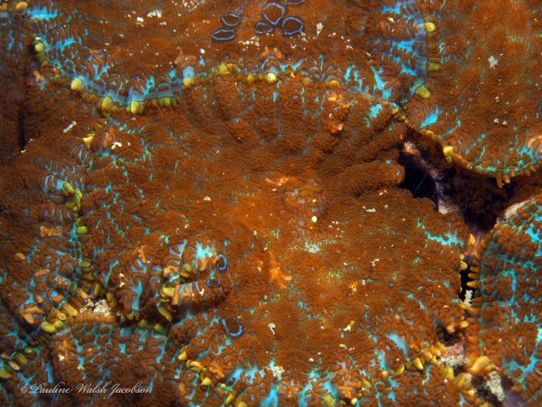 Rhodactis Mushrooms Care