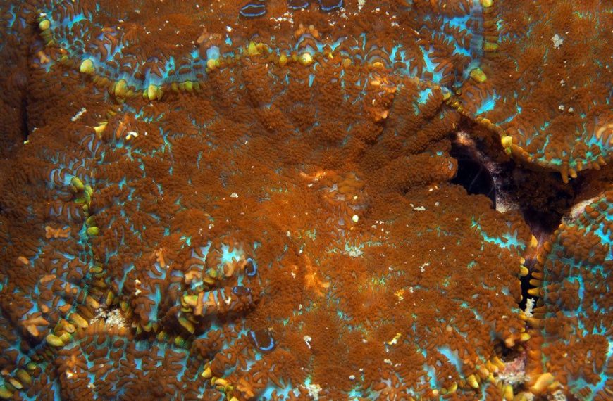 Rhodactis Mushrooms Care