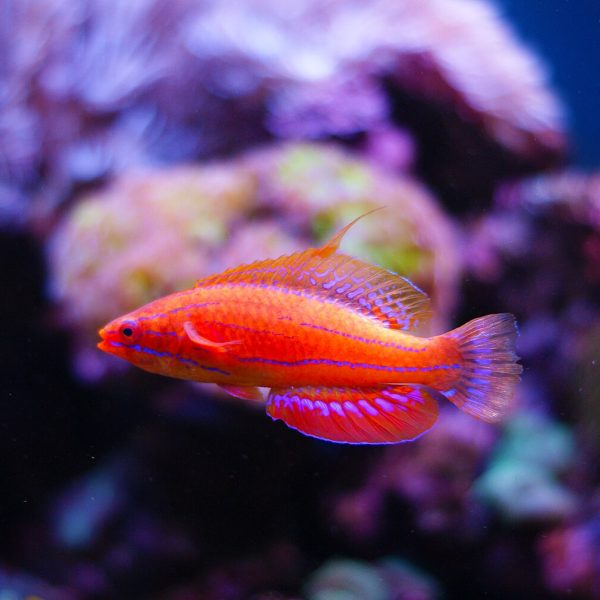 Carpenters Flasher Wrasse (Paracheilinus Carpenteri)