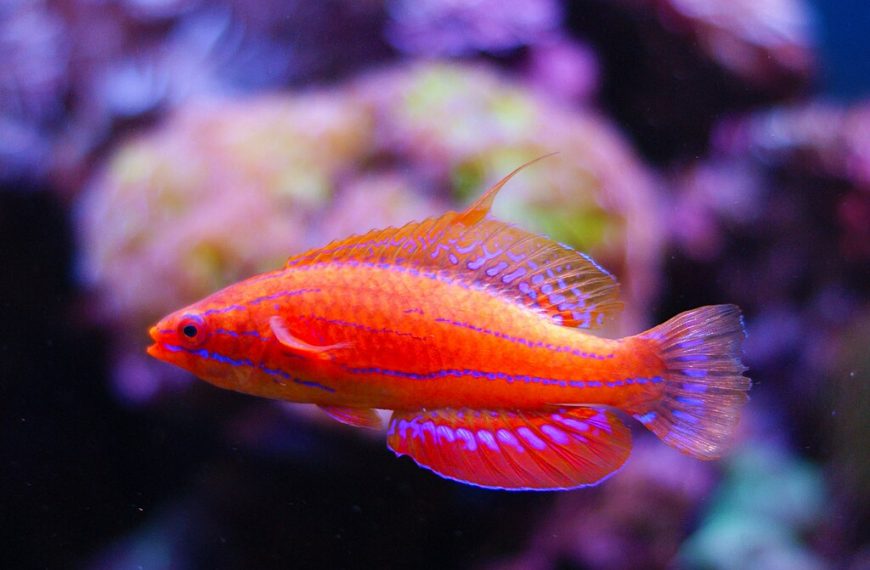 Carpenter Flasher Wrasse Paracheilinus Carpenteri