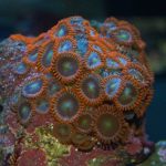 Zoanthids
