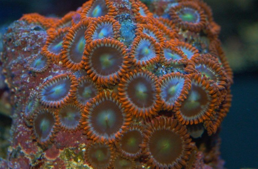 Zoanthids