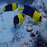 Centropyge Bicolor Group