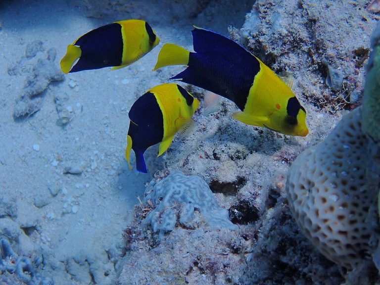 Bicolor Angelfish (centropyge Bicolor)