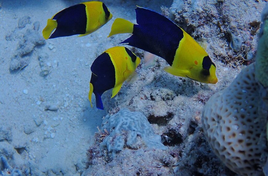 Centropyge Bicolor Group