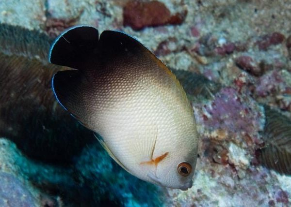 Half Black Angelfish (Centropyge Vrolikii)