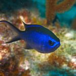 Chromis Cyanea