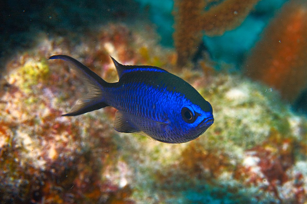 Chromis Cyanea
