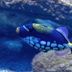 Clown Triggerfish