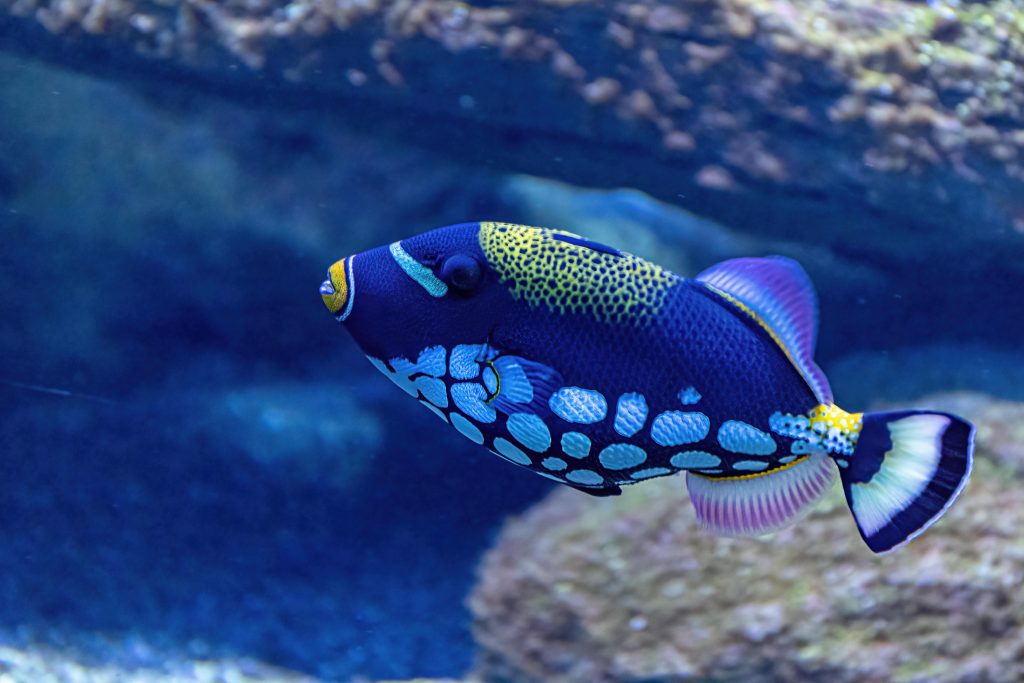 Clown Triggerfish