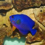 Coral Beauty Angelfish