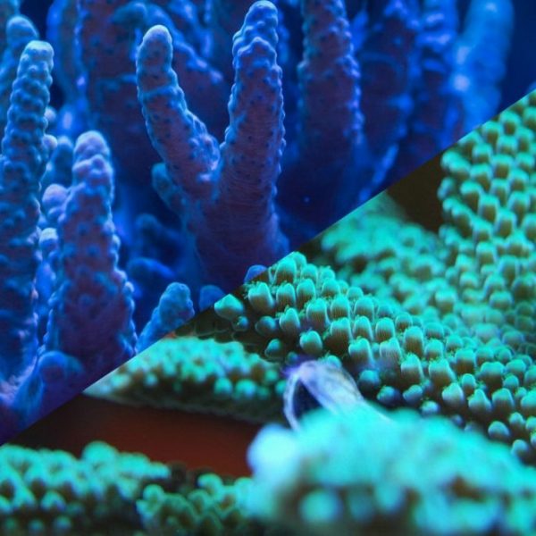 Coral Coloration Guide