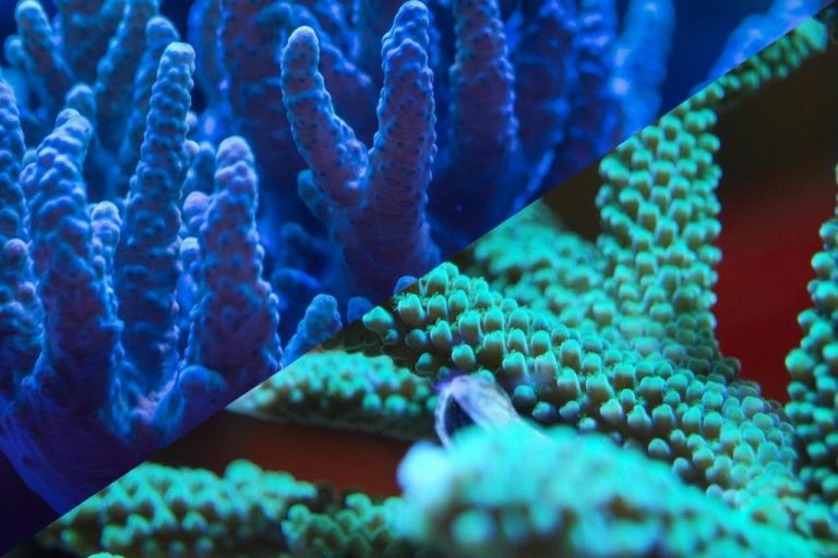 Coral Coloration Guide