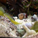 Cryptocentrus And Alpheus