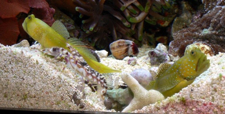 Pistol Shrimp and Goby Pairing
