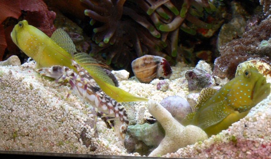 Cryptocentrus And Alpheus