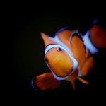 Cute Clownfish 1