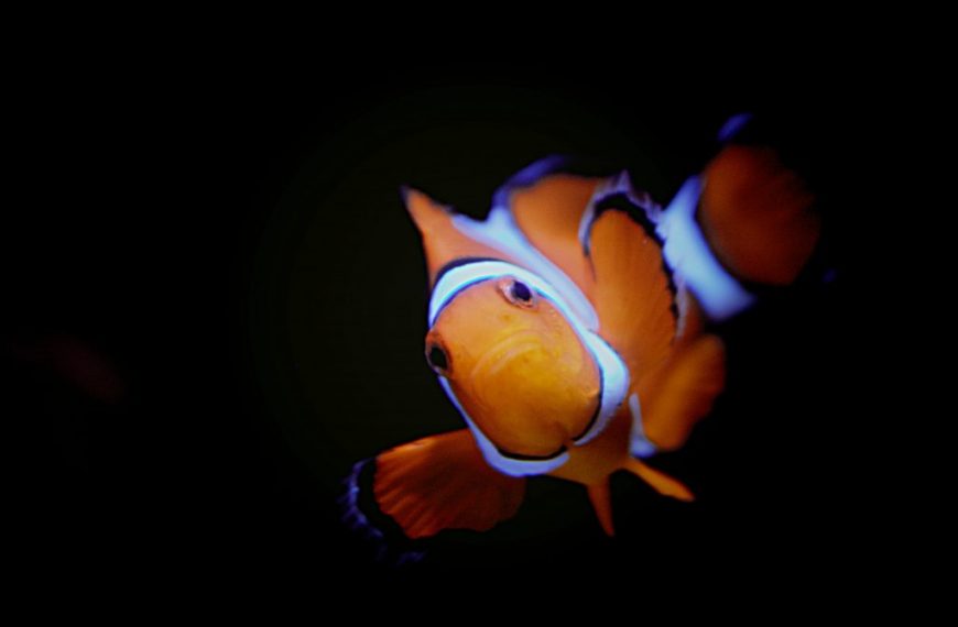 Cute Clownfish