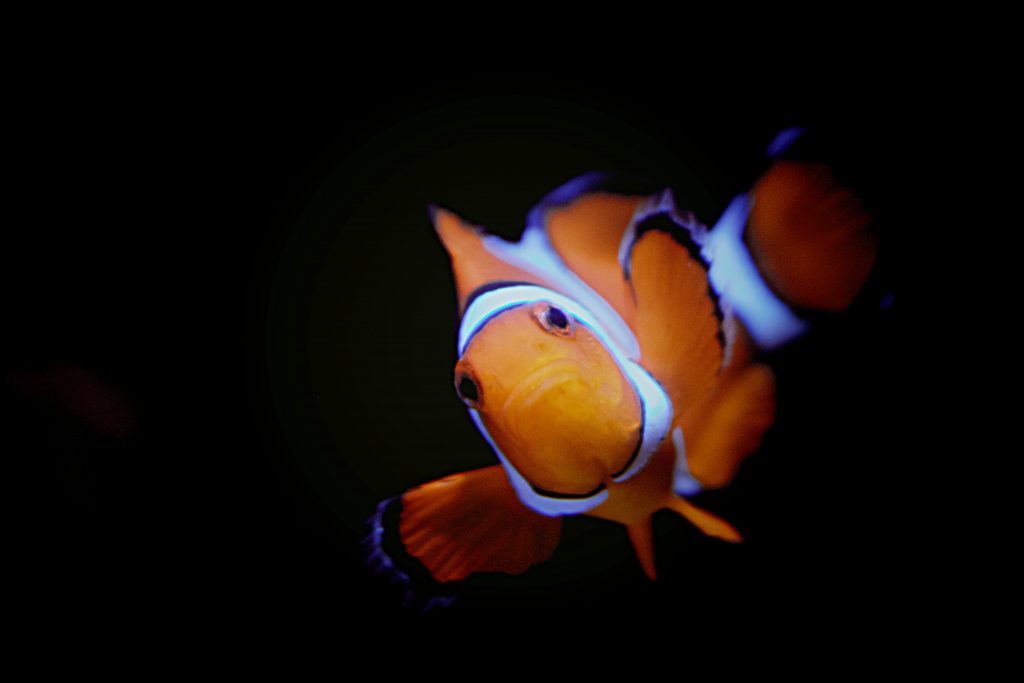 Cute Clownfish