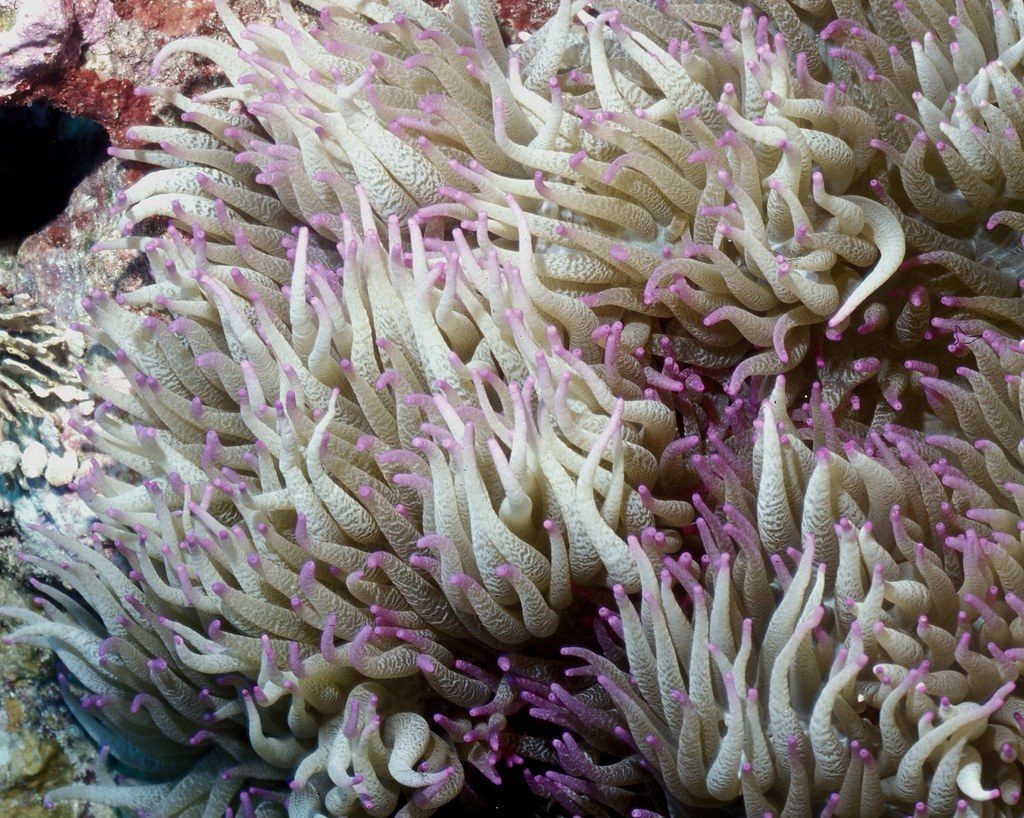 Seabae Anemone (Heteractis malu)