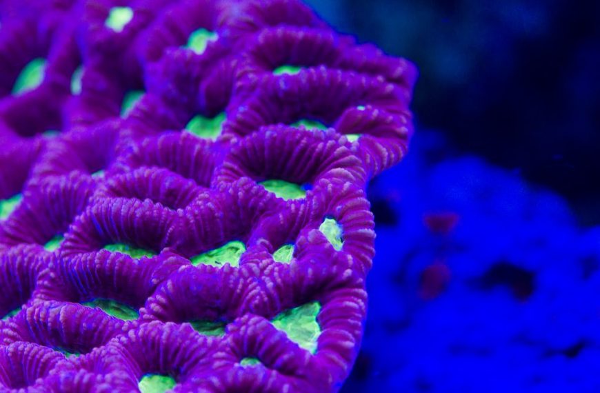 Favia – Favites Corals Care