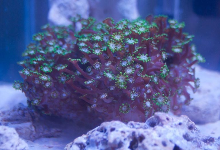Alveopora Corals Care