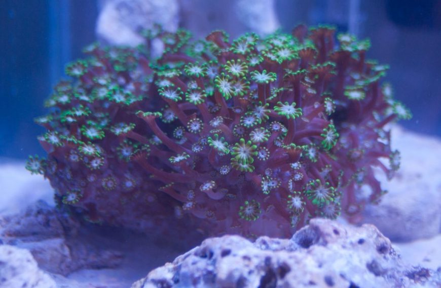 Alveopora Corals Care