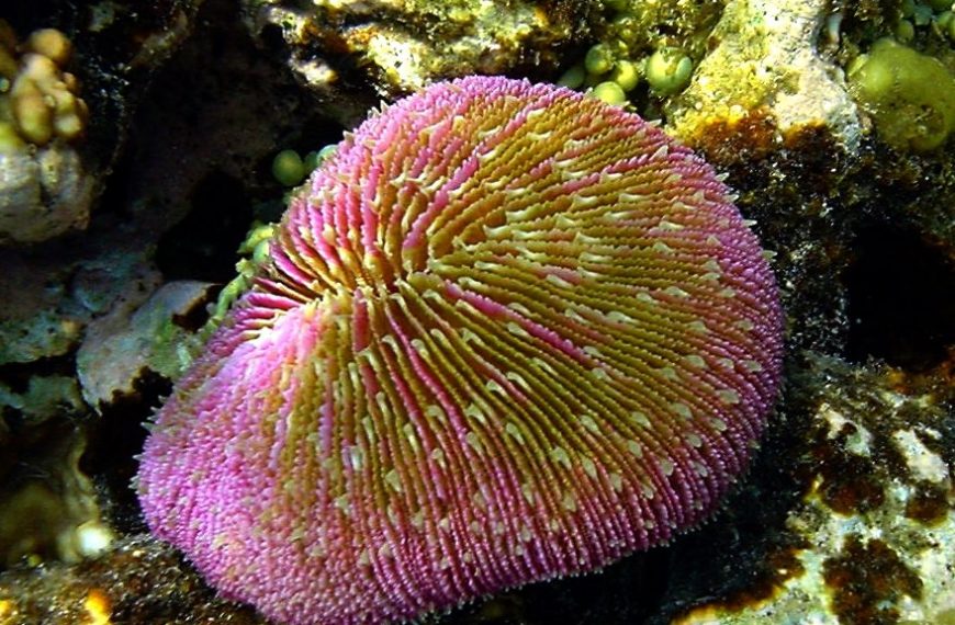Fungia Plates Coral Care